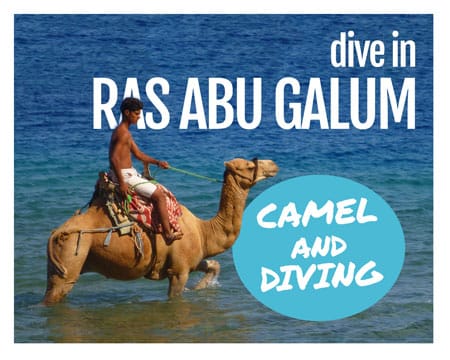 dive in Ras Abu Calum - camel & diving