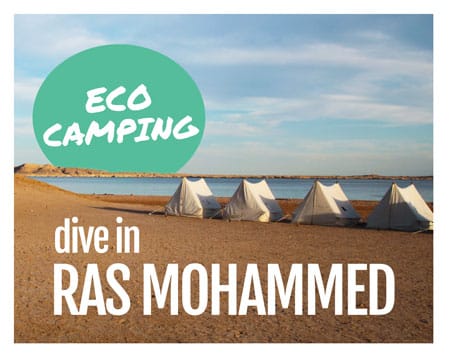 dive in Ras Mohammed - eco camping