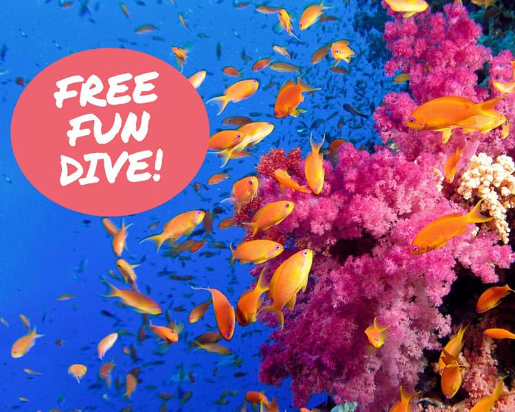 Free Fun Dive