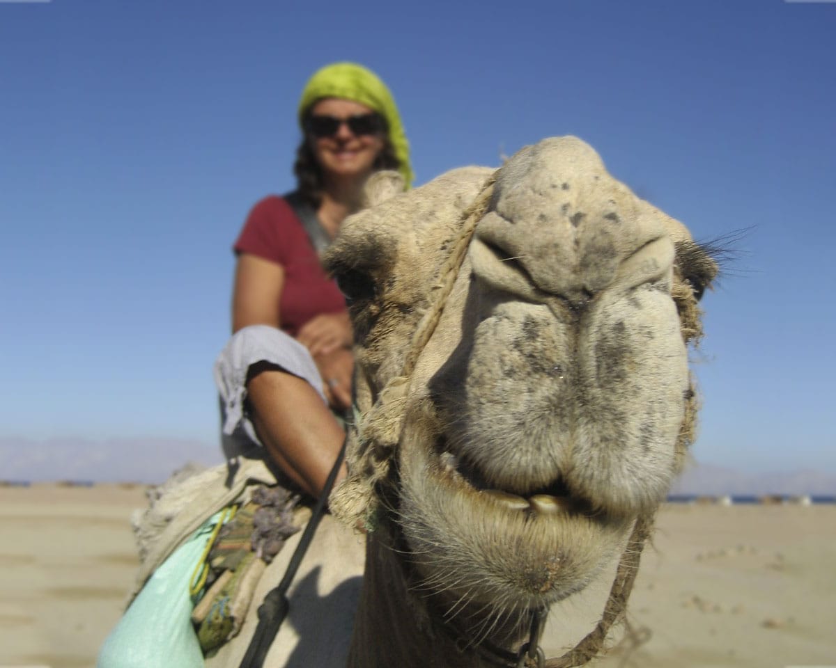 Dive trip on a camel!